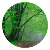 DAROUND 128 (Forest) Serenity Forest Path